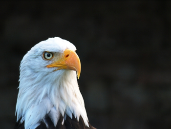 American Eagle Photo American Eagle Photo
