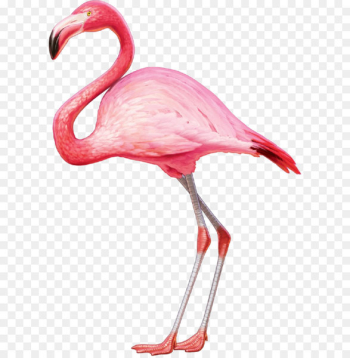 American flamingo Greater flamingo T-shirt Bird - Flamingos American flamingo Greater flamingo T-shirt Bird - Flamingos