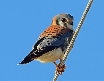 American Kestral.jpg American Kestral.jpg