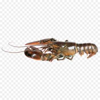 American lobster Seafood Stock photography Palinurus elephas - Boston lobster 