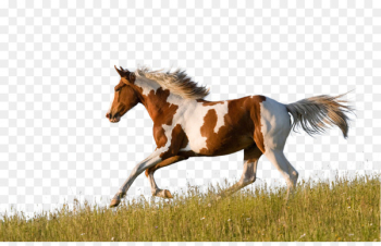 American Paint Horse American Quarter Horse Friesian horse Appaloosa Pinto horse - Horse-Benz 