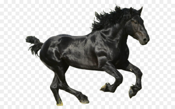 American Paint Horse Mustang Thoroughbred - Horse png image png ...