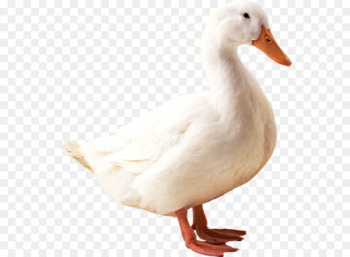 American Pekin Indian Runner duck Mallard Goose - Great White Duck 