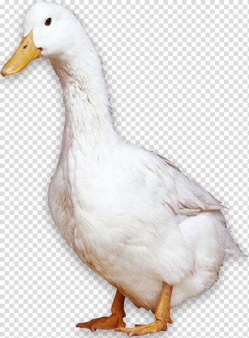 American Pekin Peking duck Bird Domestic goose, White Duck transparent background PNG clipart