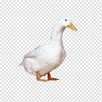 American Pekin Raising Ducks, White Duck transparent background PNG clipart American Pekin Raising Ducks, White Duck transparent background PNG clipart