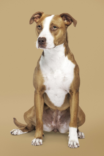 American Pit Bull Terrier, dog | Free Photo - rawpixel American Pit Bull Terrier, dog | Free Photo - rawpixel