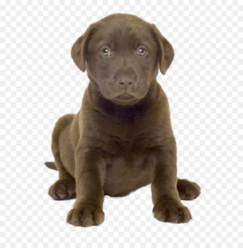 American Pit Bull Terrier Labrador Retriever Dog breed Breed-specific legislation - Dog Png Image 