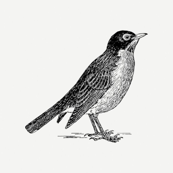 American robin bird clipart, vintage | Free PSD Illustration - rawpixel American robin bird clipart, vintage | Free PSD Illustration - rawpixel