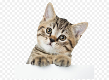 American Shorthair British Shorthair Kitten Dog Puppy - Cute kitten pictures 