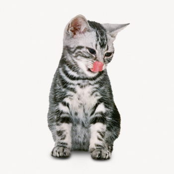 American Shorthair cat, pet animal | Free Photo - rawpixel