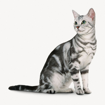 American Shorthair cat sticker, pet | Free PSD - rawpixel