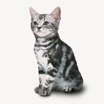 American Shorthair cat sticker, pet | Free PSD - rawpixel