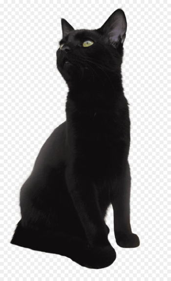 American Shorthair European shorthair British Shorthair Bombay cat Munchkin cat - black panther 