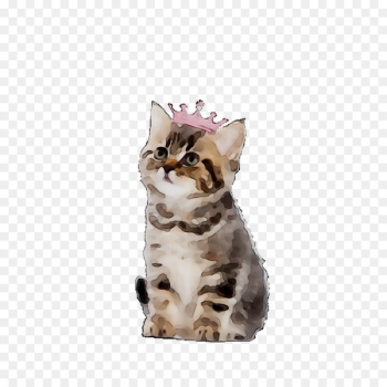 American Shorthair Kitten California spangled American Wirehair Tabby cat -  