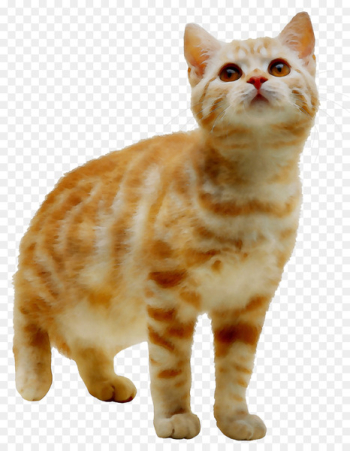 American Shorthair Manx cat Kurilian bobtail Tabby cat European shorthair -  