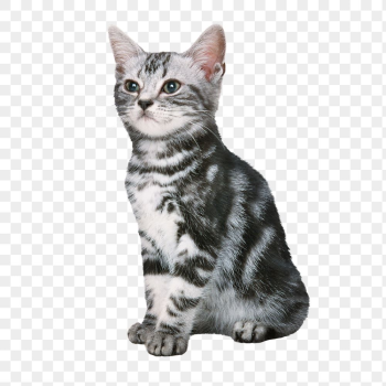 American Shorthair png cat sticker, | Free PNG - rawpixel