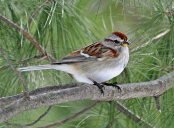 American Tree Sparrow.JPG American Tree Sparrow.JPG