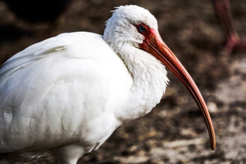 American white ibis bird close-up photography American white ibis bird close-up photography