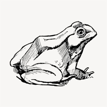 Amphibian frog illustration clipart vector. | Free Vector - rawpixel Amphibian frog illustration clipart vector. | Free Vector - rawpixel