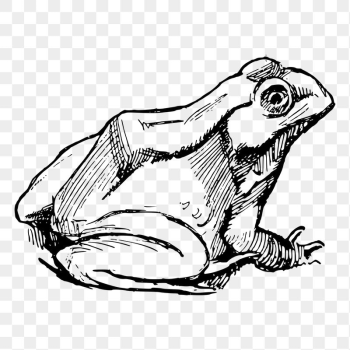 Amphibian frog png sticker illustration, | Free PNG - rawpixel Amphibian frog png sticker illustration, | Free PNG - rawpixel