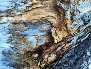 An abstract texture in light brown and blue tree bark An abstract texture in light brown and blue tree bark