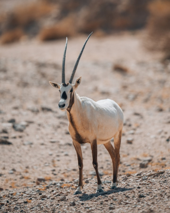 an antelope standing in the middle of the desert an antelope standing in the middle of the desert