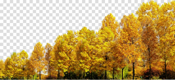 An autumn trees transparent background PNG clipart