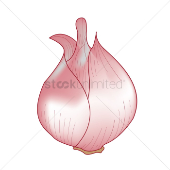 An onion An onion