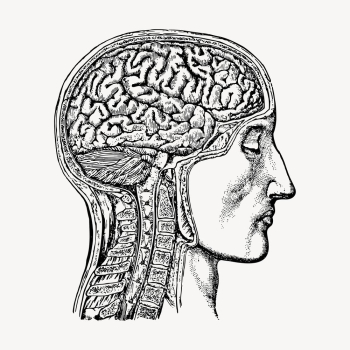 Anatomical brain man hand drawn | Free Vector Illustration - rawpixel Anatomical brain man hand drawn | Free Vector Illustration - rawpixel