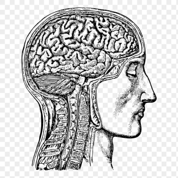 Anatomical brain png sticker, man | Free PNG - rawpixel Anatomical brain png sticker, man | Free PNG - rawpixel