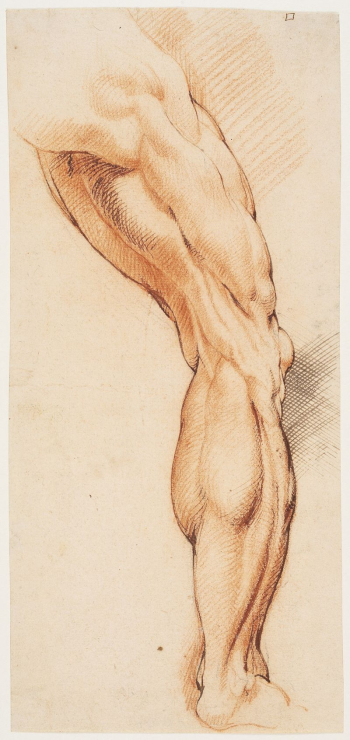 Anatomical Study (écorché). | Free Photo - rawpixel Anatomical Study (écorché). | Free Photo - rawpixel