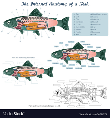 anatomy a fish fish internal organs anatomy a fish fish internal organs
