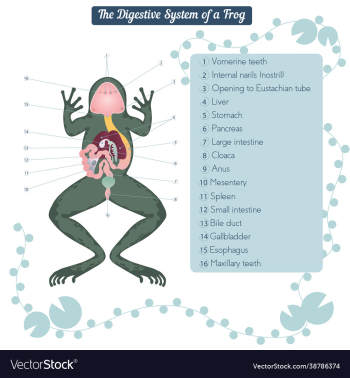 anatomy for dissected body frog diagram anatomy for dissected body frog diagram