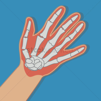 Anatomy hand Anatomy hand
