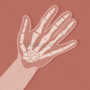 Anatomy hand Anatomy hand