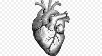 Anatomy Heart Drawing Diagram - human heart Anatomy Heart Drawing Diagram - human heart