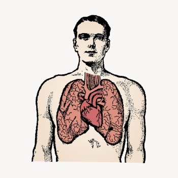Anatomy man clipart, lungs illustration | Free Vector Illustration - rawpixel Anatomy man clipart, lungs illustration | Free Vector Illustration - rawpixel