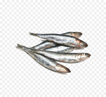 Anchovy Omelette Fish Sardine Basa - Anchovy Anchovy Omelette Fish Sardine Basa - Anchovy