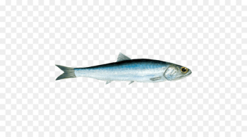 Anchovy Pacific saury Oily fish Seafood Herring - Anchovy Anchovy Pacific saury Oily fish Seafood Herring - Anchovy