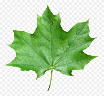 And Finally Also About How To Change The Image Pixel - Green Maple Leaf Transparent Background