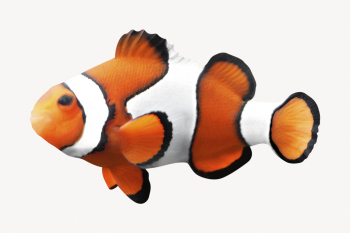 Anemone fish isolated on white, | Free PSD - rawpixel Anemone fish isolated on white, | Free PSD - rawpixel