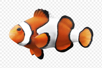 Anemone fish png clipart, transparent | Free PNG - rawpixel Anemone fish png clipart, transparent | Free PNG - rawpixel