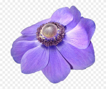 Anemone, Flower, Violet, Nature, Transparent Background - Anemone Anemone, Flower, Violet, Nature, Transparent Background - Anemone