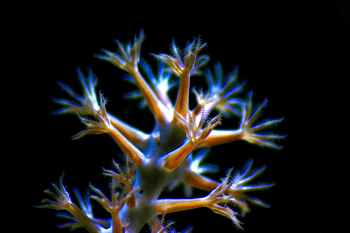 Anemone in Closeup Photo Anemone in Closeup Photo