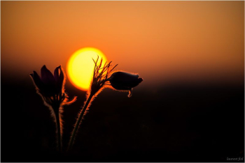 Anemone Pulsatilla | Free Photo - rawpixel Anemone Pulsatilla | Free Photo - rawpixel
