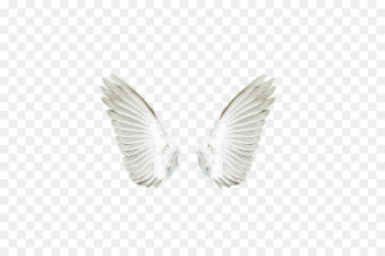 Angel Download - White angel wings Angel Download - White angel wings