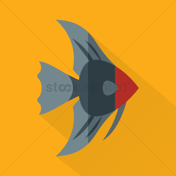 Angel fish Angel fish