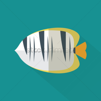Angel fish Angel fish