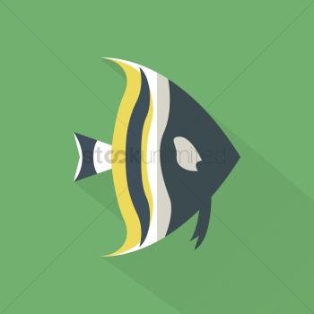 Angel fish Angel fish