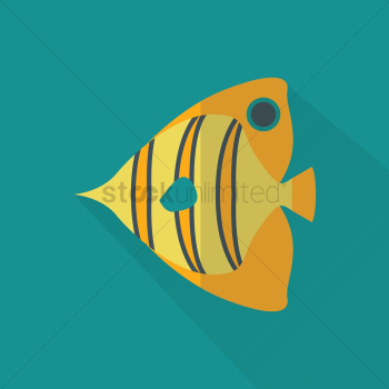 Angel fish Angel fish
